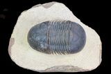 Paralejurus Trilobite Fossil - Foum Zguid, Morocco #75480-2